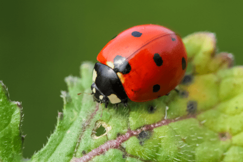 ladybug sitting on leaf