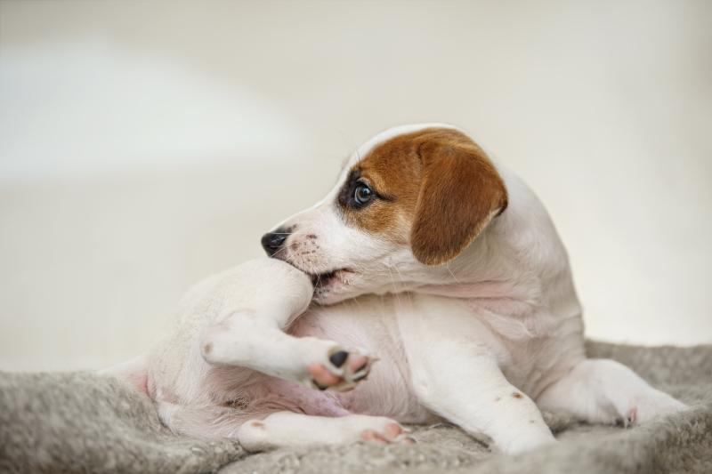 puppy biting its itchy leg