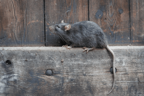 rat on a wood board