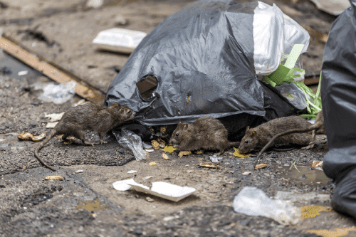 rats eating garage out of a trash bag