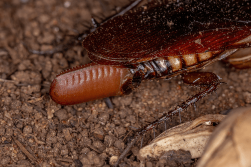 Australian cockroach laying an egg on dirt