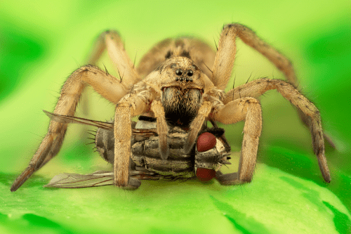 wolf spider eating a fly on a leaf