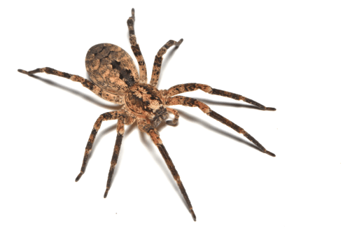 wolf spider on white background