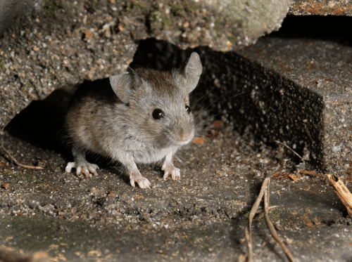 Mouse hiding in house