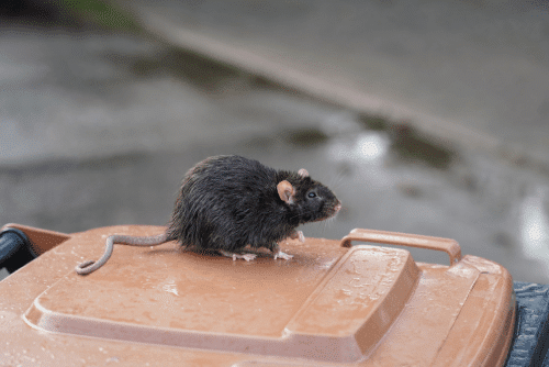 Norway rat on garbage