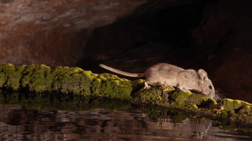 Woodrat walking on a branch