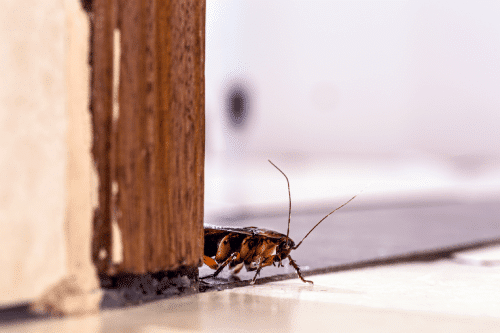 cockroach on floor past a door