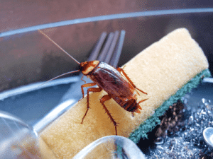 cockroach crawling on a sponge