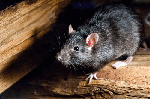 roof rat on wood