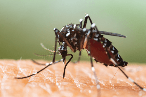 asian tiger mosquito on a person's skin