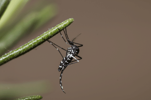 asian tiger mosquito on a stem