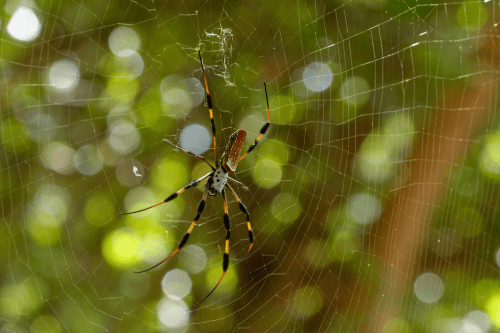 banana spider hunting prey on a web