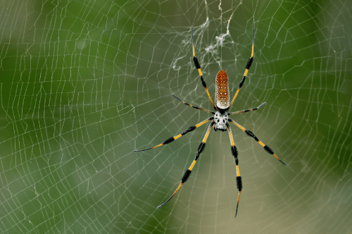 close up of a banana spider on a web