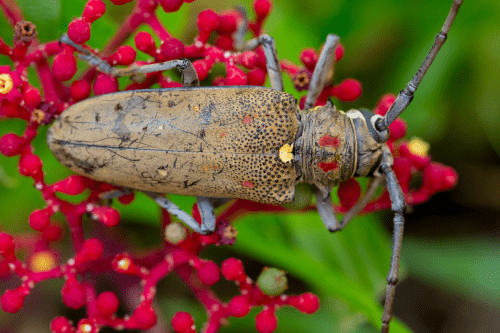 Palo Verde beetle on red flower