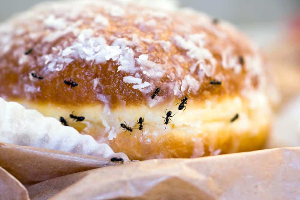 multiple ants crawling on a donut