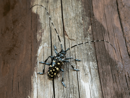 Long-horned beetle on tree