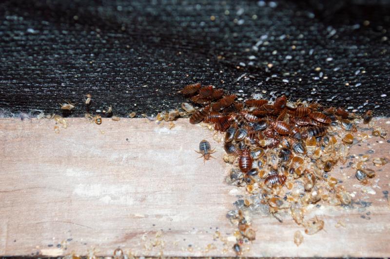 bed bug infestation on a mattress