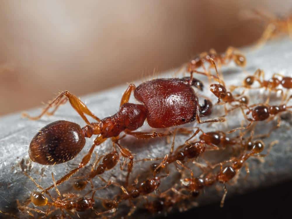 Big-Headed Ant with Group of Worker Ants