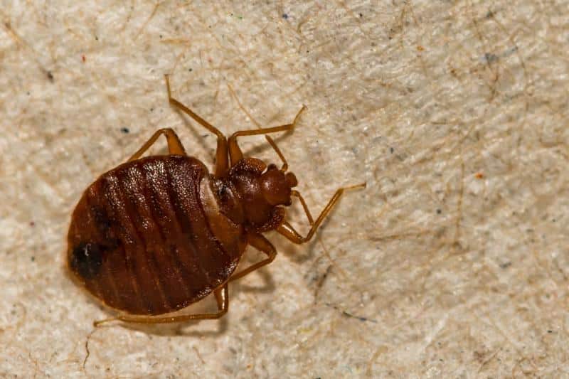 close up of bed bug