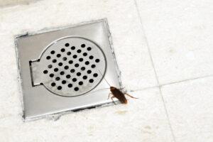 cockroach crawling by shower drain