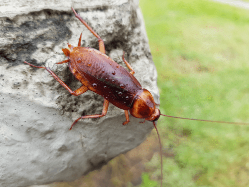 cockroach on a rock