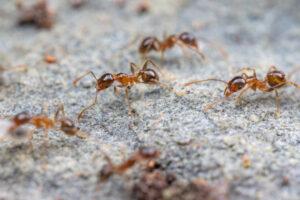 colony of big-headed ants foraging on a rock