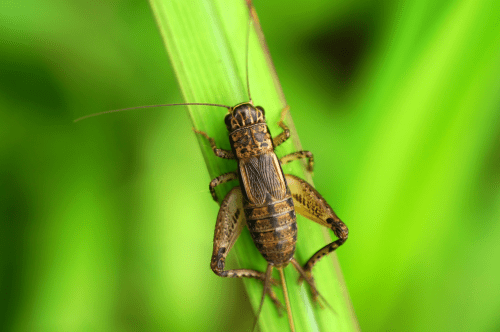 close up of cricket on a green leaf