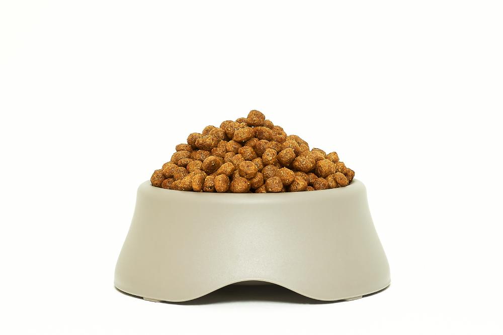 bowl of dog food isolated on a white background