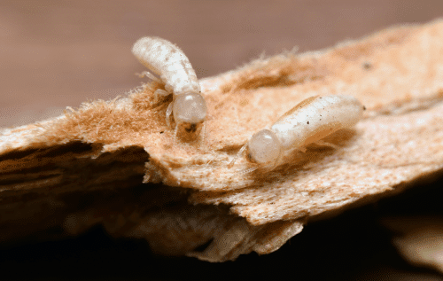 drywood termites eating wood