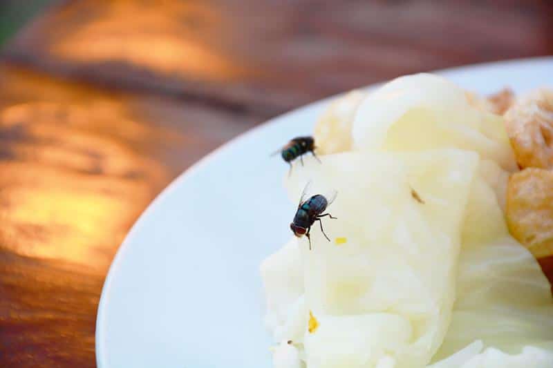 two flies sitting on food on a white plate