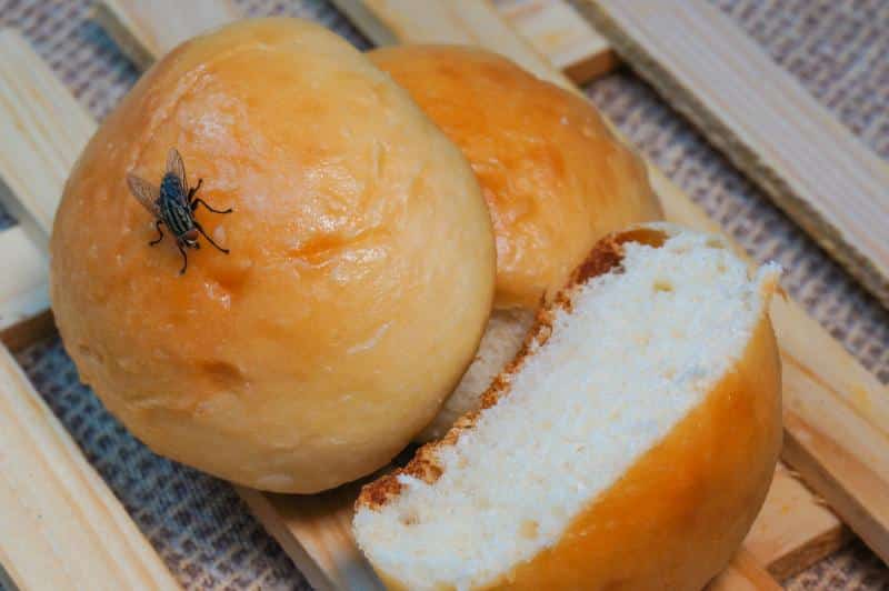 fly sitting on bread rolls