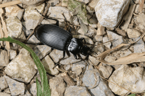 Black ground beetle on pebbles