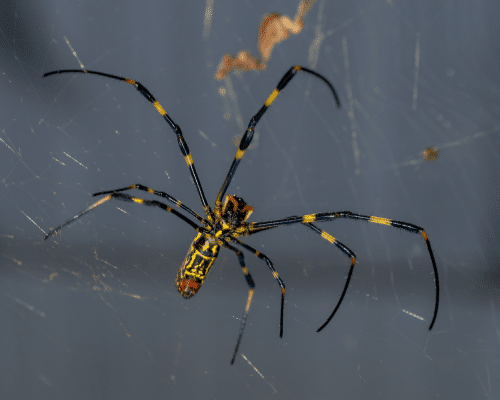 Close-up of Joro spider on a web