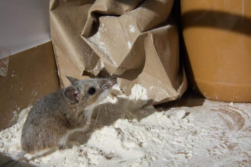 mouse eating flour in a pantry