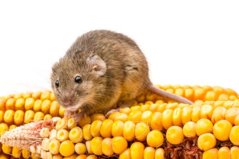 mouse standing on an ear of corn