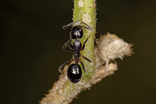 A black, odorous ant sits on a green branch.