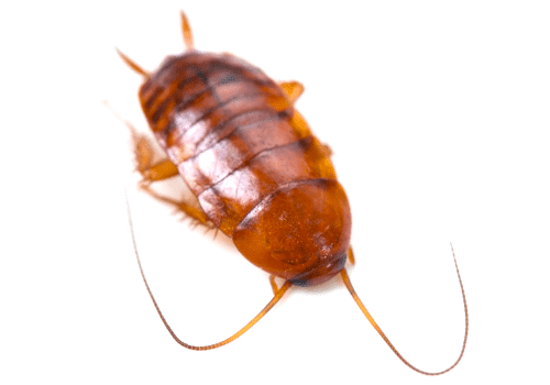 close up of a smokybrown cockroach on a white background