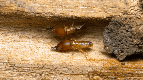 subterranean termites eating wood