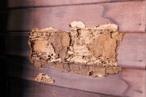 termite damage to siding on a house