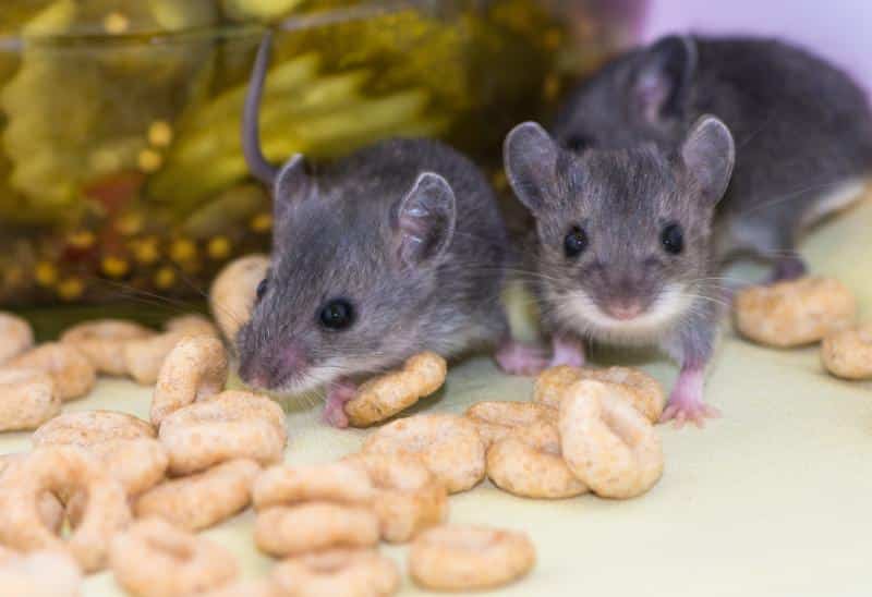 two mice eating cereal in a pantry