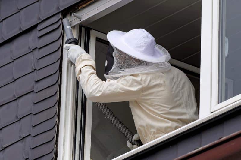 Pest control specialist removing a wasp nest