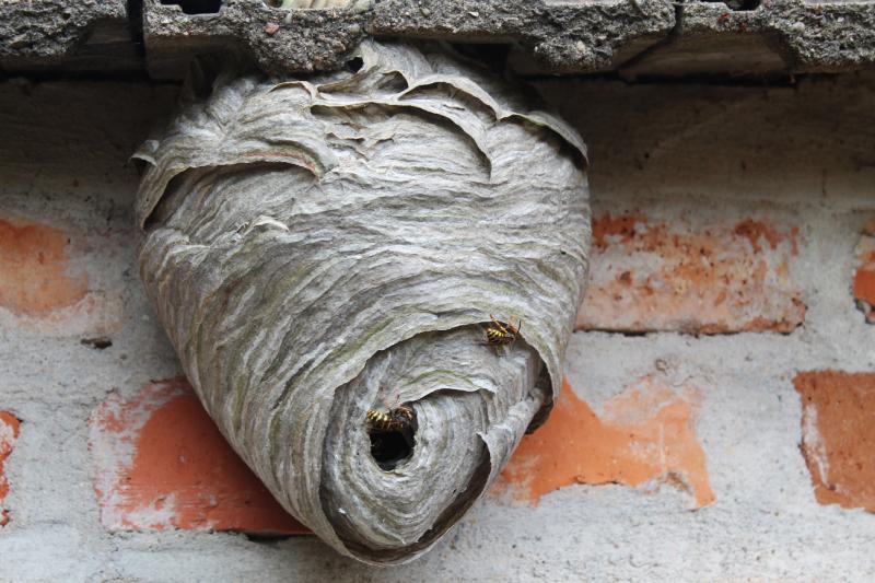 wasp's nest under a roof