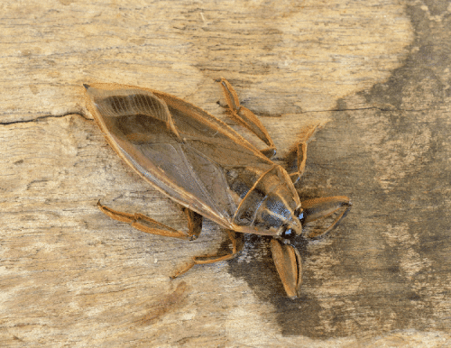 water bug on wood