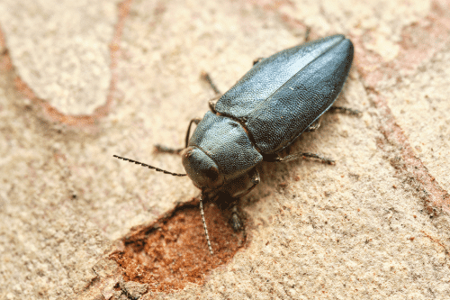 Wood-boring beetle on wood