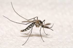 Close up of a aedes mosquito 