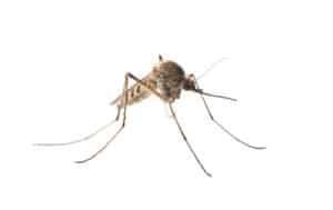 Close up of a culex mosquito on a white background