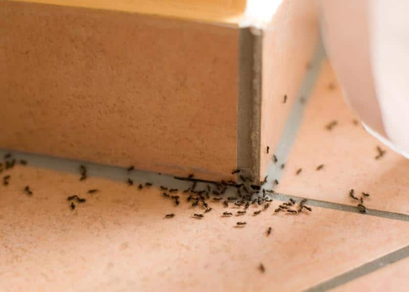 ants crawling on a corner of a tiled wall