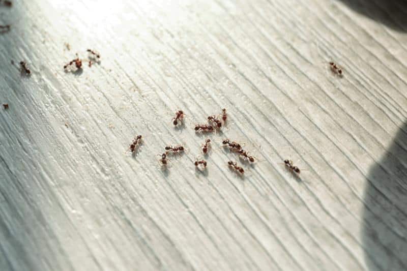 ants crawling on a wooden floor