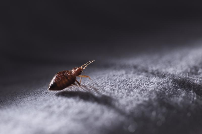 close up of a bed bug on gray fabric