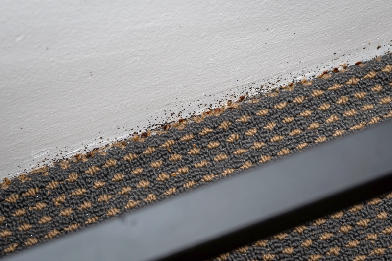 bed bugs living in carpet